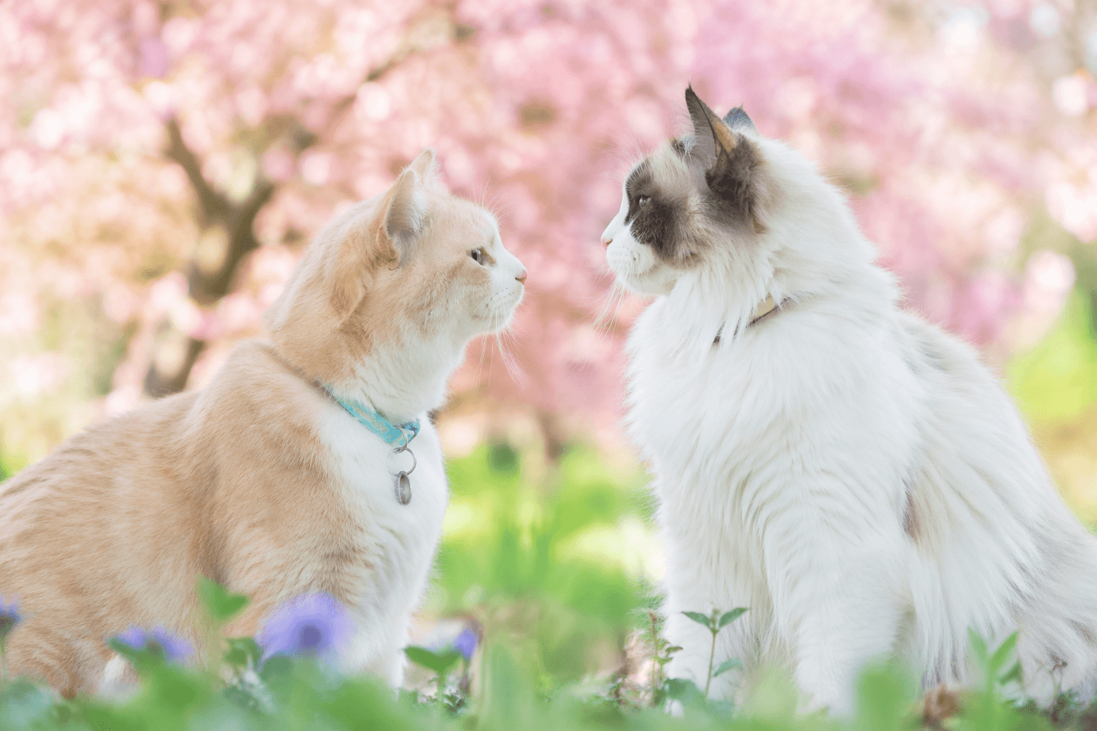 고양이에게 봄을 줘볼까요🌸 모임 이미지